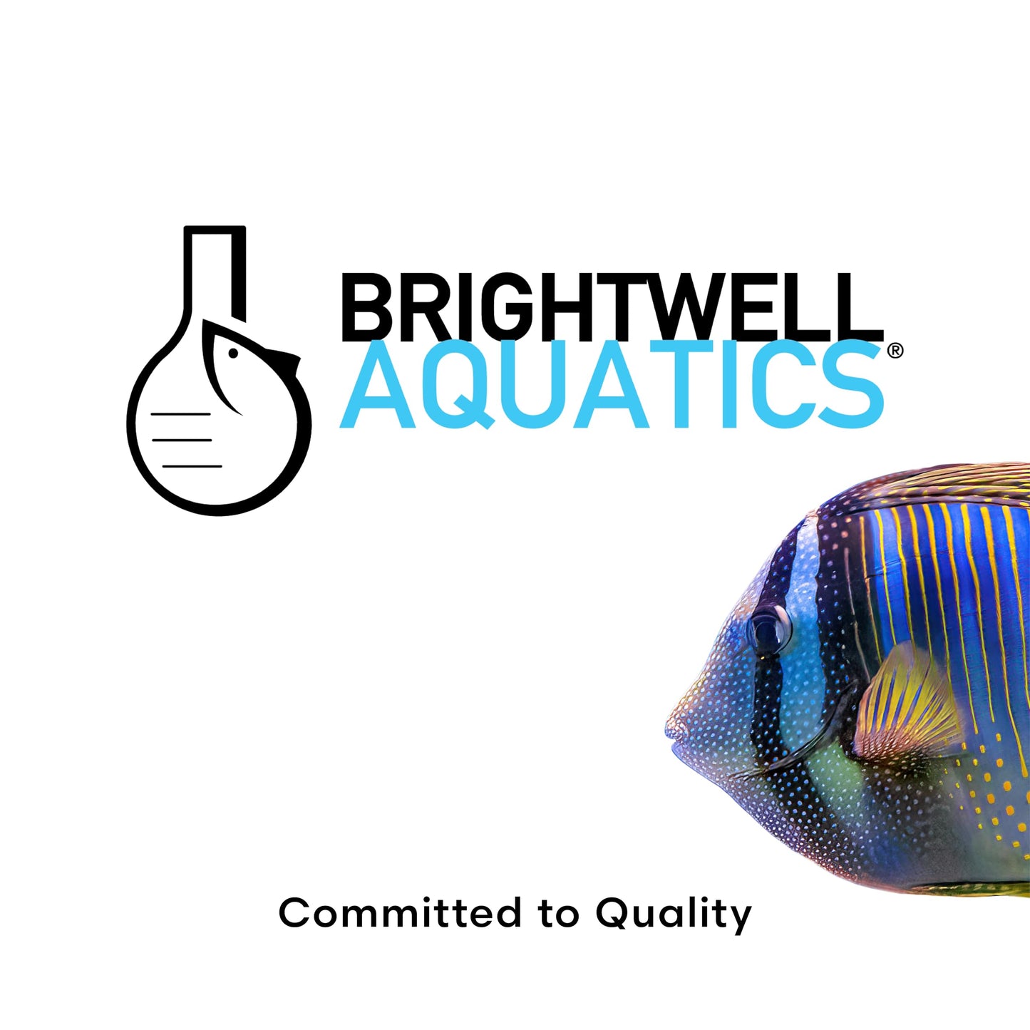 Brightwell Aquatics Clarifī-SW Marine Water Clarifier for Saltwater Aquariums Enhances Water Clarity by Removing Cloudiness with Protein Skimming and Mechanical Filtration Compatibility, 20L