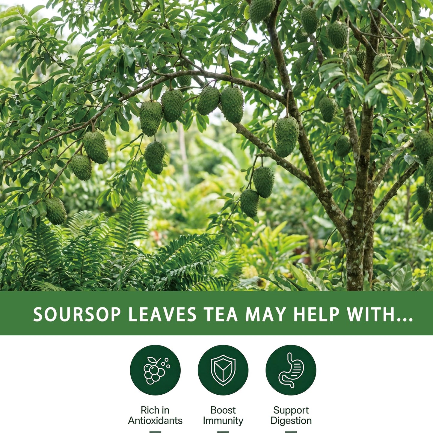 Samcci - Soursop Leaves Tea Bags, 40Teabags, 1.5g/bag, 100% Pure Graviola Leaves Tea - Hojas De Guanabana Tea - Natural Herbal - Caffeine-free