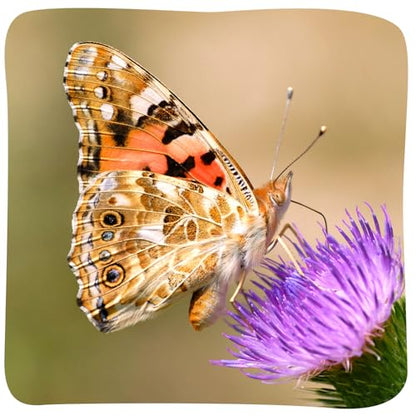 Insect Lore Butterfly Garden 8" Habitat Gift Set with 10 Live Baby Painted Lady Caterpillars - Includes Baby Caterpillars, Raising Supplies, 3D Butterfly Stickers and Butterfly Wind-up Toy