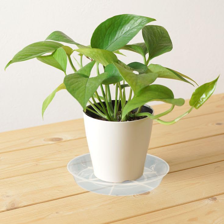 Afrine 6 Pack Plant Saucer Drip Tray, 4 5 6 8 9 10 12 14 16 18 inch, Heavy Sturdy Plastic Planter Flower Pot Saucers for Indoor Outdoor Garden, Plant Water Drip Trays for pots Base (4", Clear)