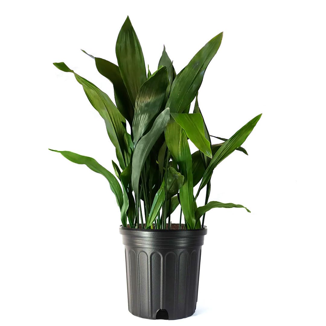 American Plant Exchange Cast Iron Plant – Live 10-Inch Potted Evergreen, Hardy Low-Light Houseplant, Drought-Tolerant & Easy-Care Foliage Plant for Home, Office & Shade Gardens