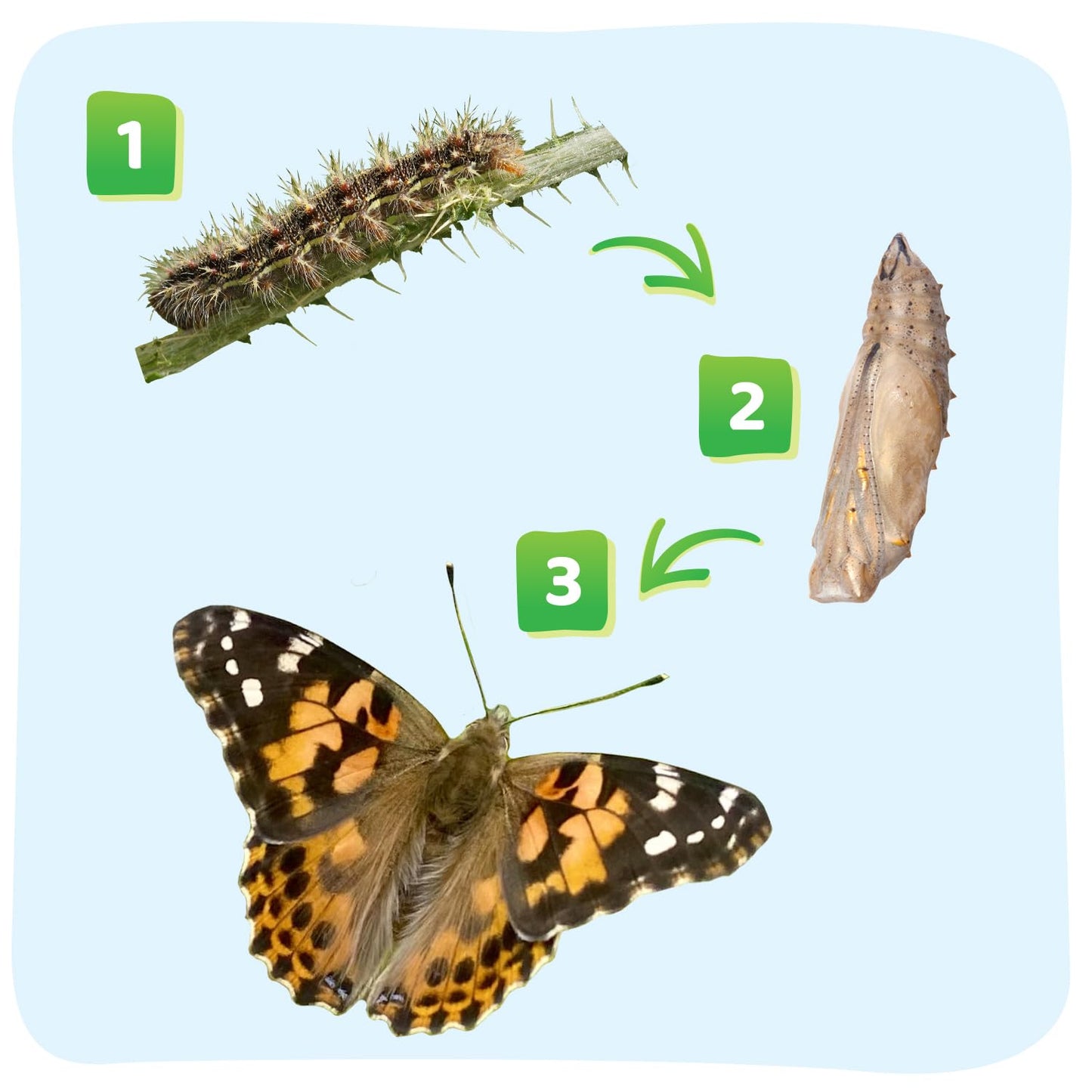 Insect Lore Butterfly Garden - 8" Habitat with 5 Live Baby Caterpillars - Includes Life Cycle Figurines, Stickers, Wind up, Mini Habitat | Birthday or Teacher Gift Set