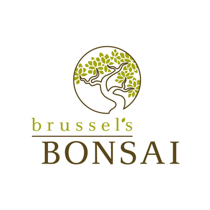 Brussel's Bonsai Live Fukien Tea Bonsai Tree - Small, 6 Year, 6 to 8 inches Tall - Indoor Bonsai Tree Live with Ceramic Bonsai Pot