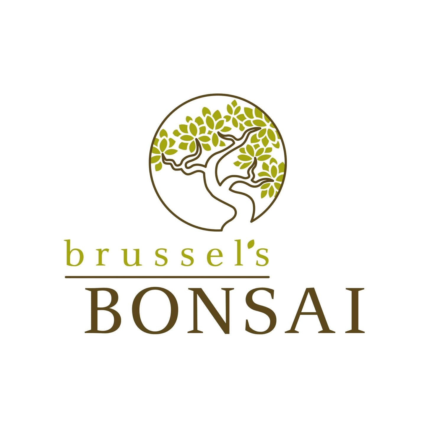 Brussel's Bonsai - Live Satsuki Azalea Bonsai Tree in Grower Pot, Outdoor Flowering Bonsai Tree Live Plant, 5 Years Old, 5-8 Inches Tall, Easy Care Plant for Patio Garden (Small)