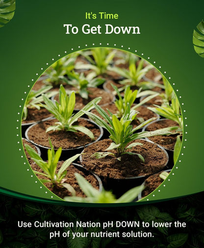 FoxFarm Cultivation Nation pH Down for Plants’ Nutrient Solutions - Formulated with Citric Acid for Adjustment - Ideal for Soil & Hydroponics, Lowers pH Levels of Nutrient Solution - 1 Quart