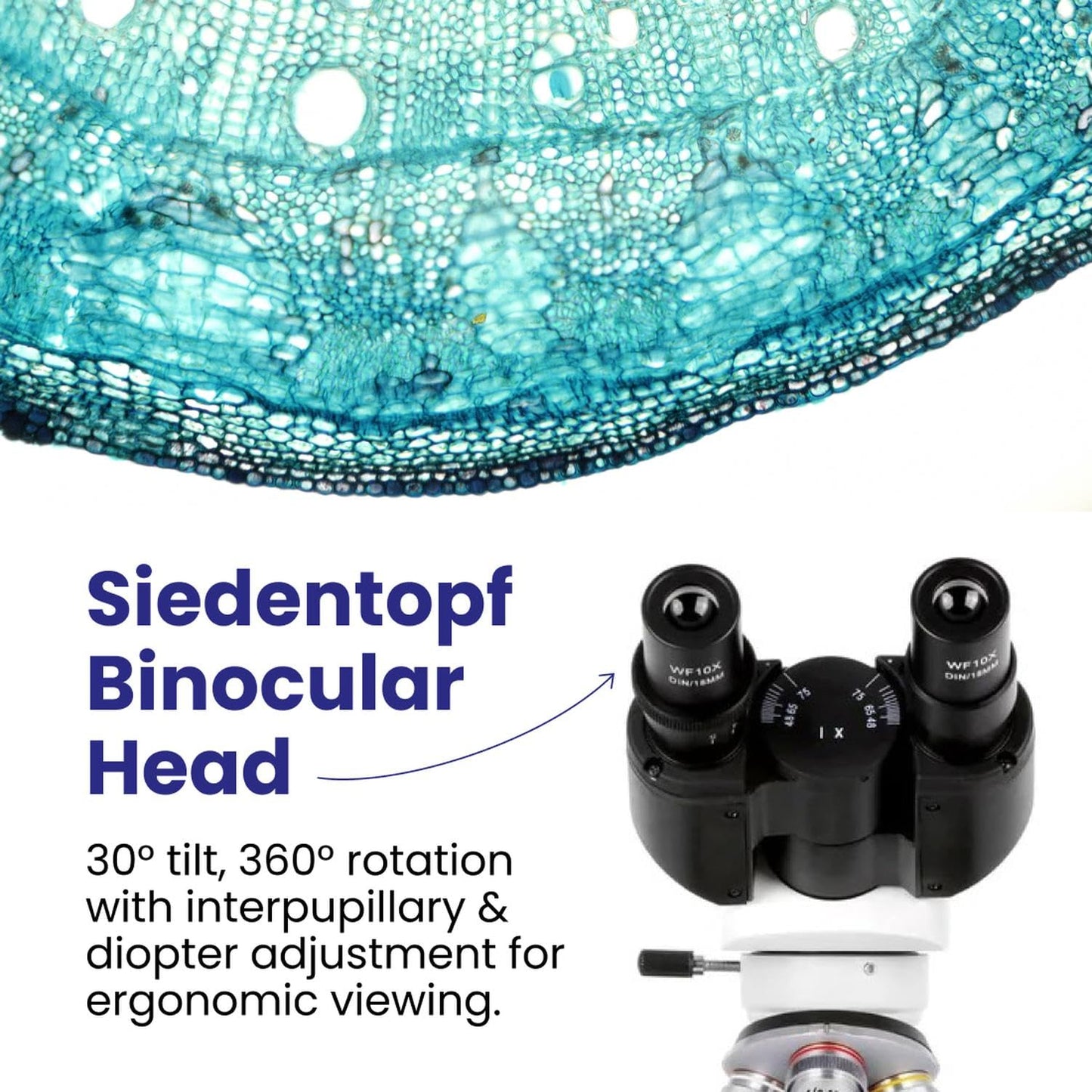 AmScope B120 Series Student & Professional LED Binocular Compound Microscope - 40X-2500X Magnification - Includes 0.3MP USB 2.0 Camera & Siedentopf Head