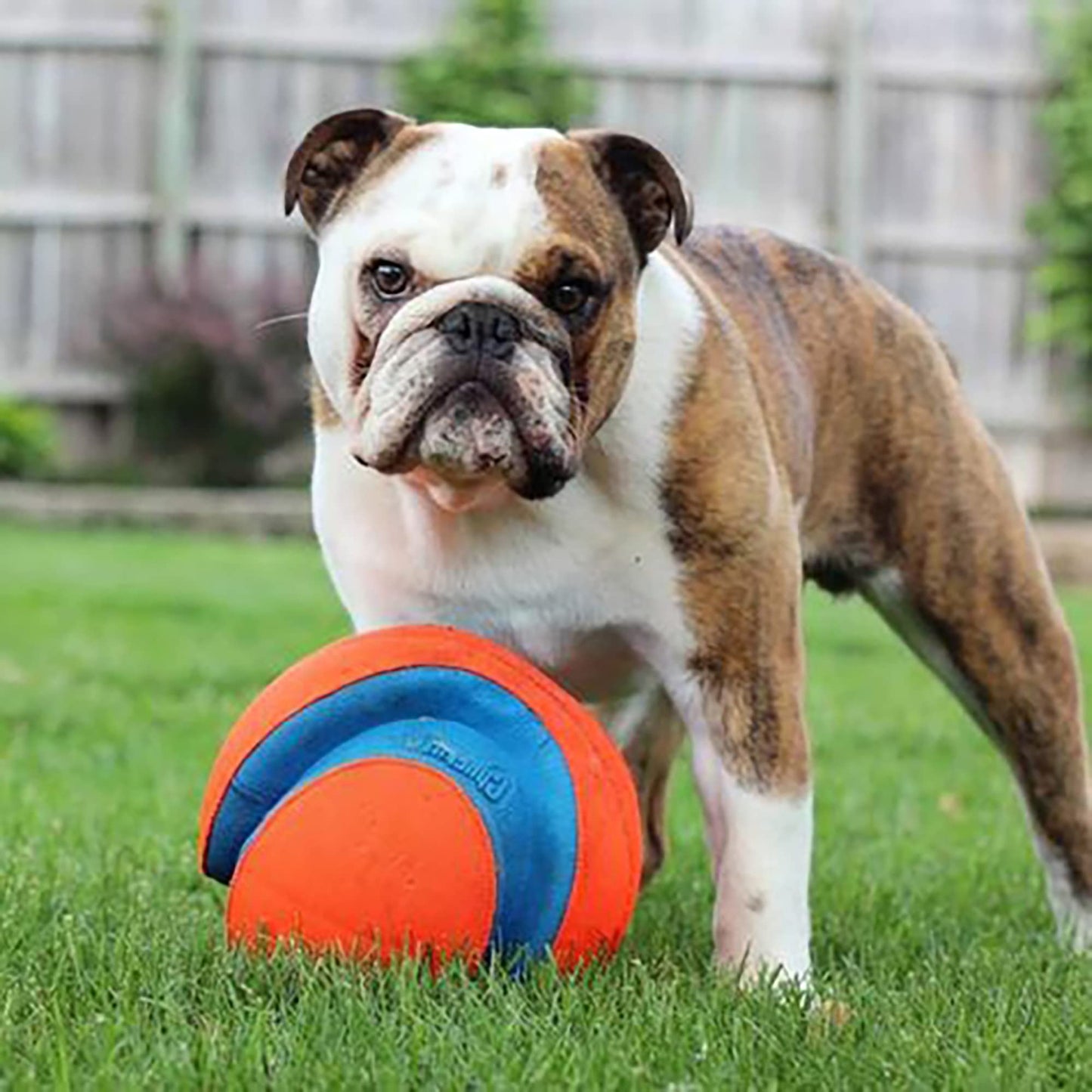 Chuckit! Kick Fetch Ball Dog Toy - Floats in Water - Perfect for Interactive Play - Made with Durable Rubber and Foam - For Large Dogs - Size Large - 8-inch Diameter - Pack of 1