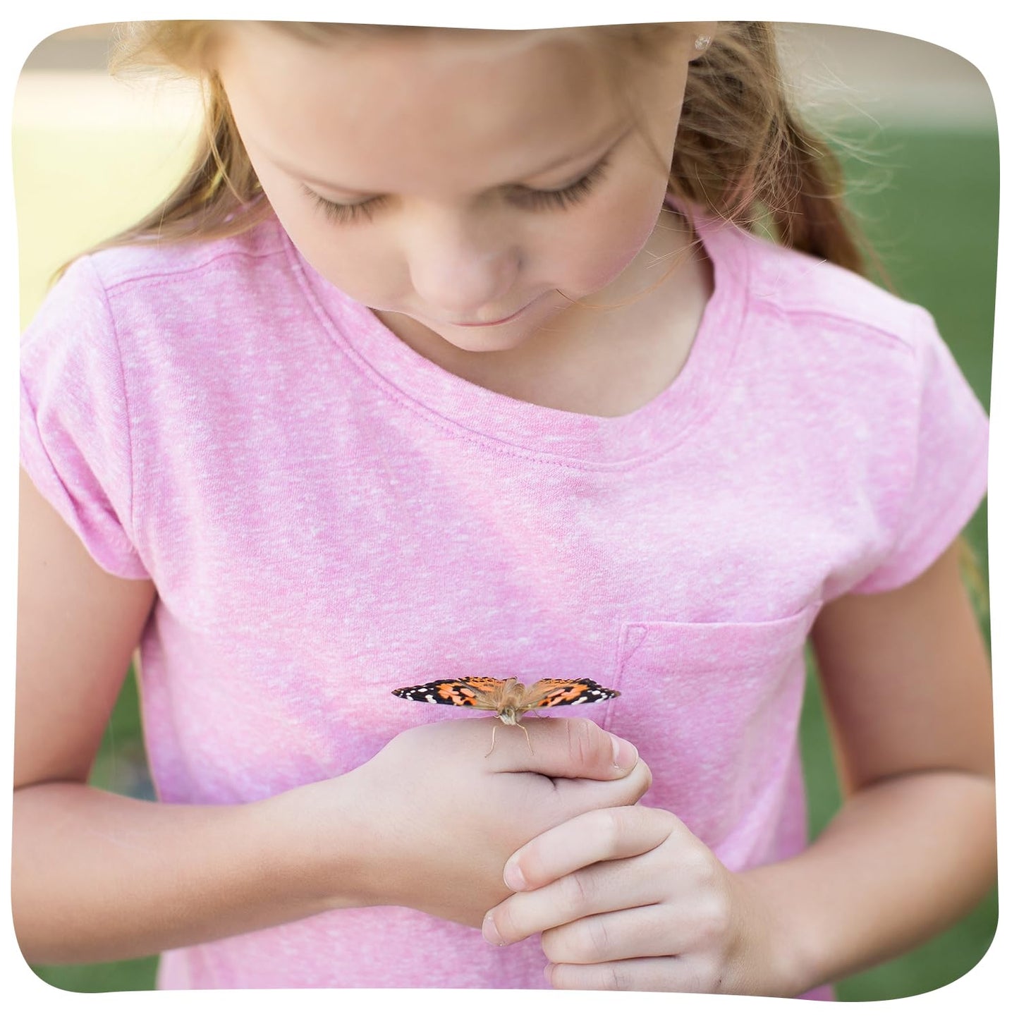 Insect Lore Butterfly Garden 8" Habitat Gift Set with 10 Live Baby Painted Lady Caterpillars - Includes Baby Caterpillars, Raising Supplies, 3D Butterfly Stickers and Butterfly Wind-up Toy