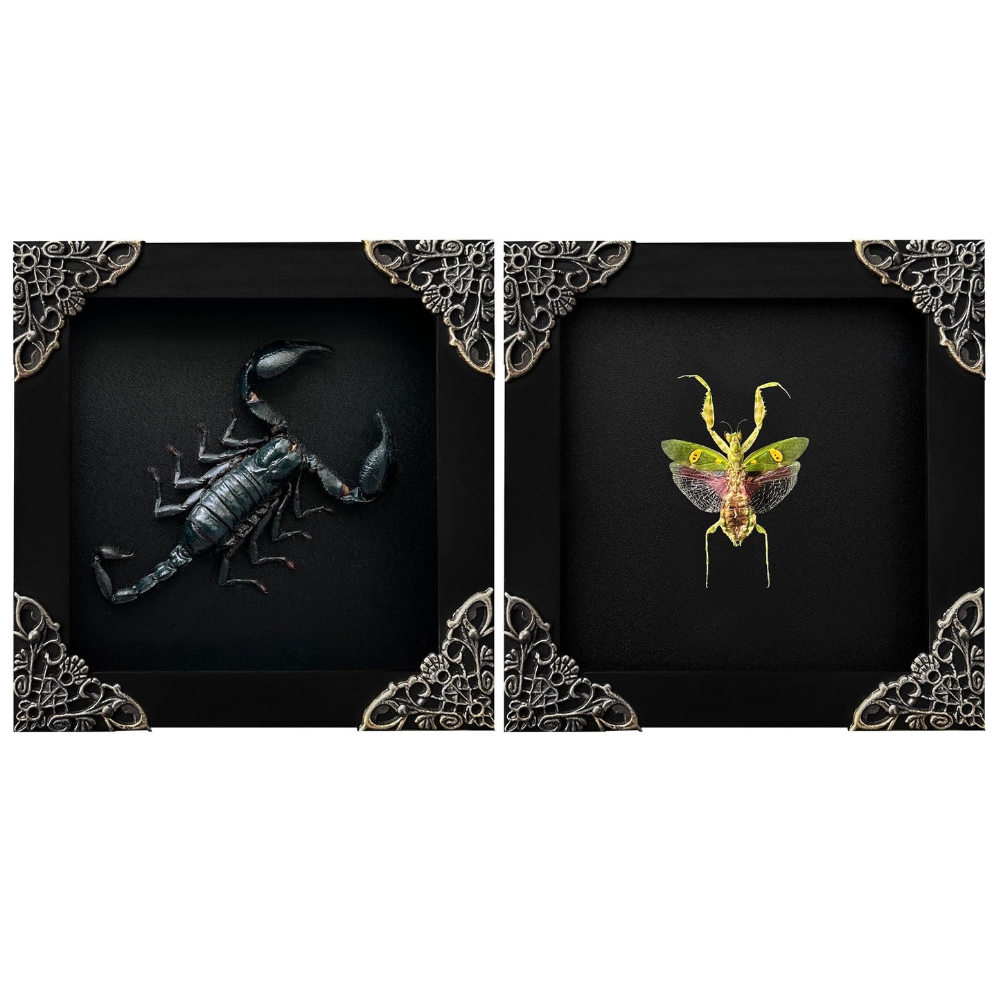 2 Real Green Mantis Lanternfly Frames Dead Insect Dried Bug Shadow Box Wood Oddity Framed Taxidermy Specimen Collectables Decoration Reading Tabletop Wall Artwork Home Decor Gallery K12-51DE62DE