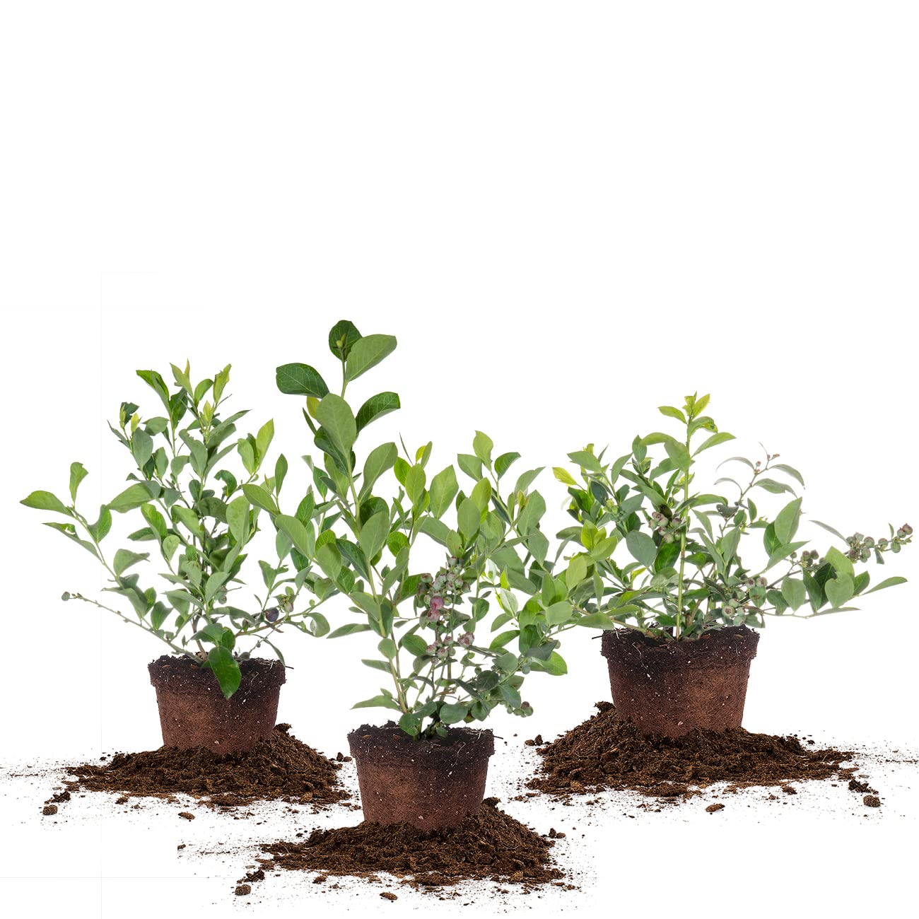 Perfect Plants 3 Pack Rabbiteye Blueberry Bushes 1 Gallon | Live Fruit Bush for Outdoor Planting | Sweet Blueberries for Fresh Eating | Easily Grown in Home Gardens