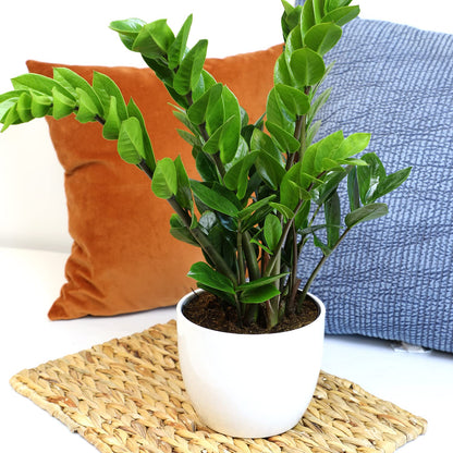 6" ZZ Plant Zamioculcas Zamiifolia, ZZ Plants Live House Plants Indoors Live House Plants Indoors, Indoor Plants Live, Real Live Plants Indoor Plants Live Houseplants Live Indoor by Plants for Pets