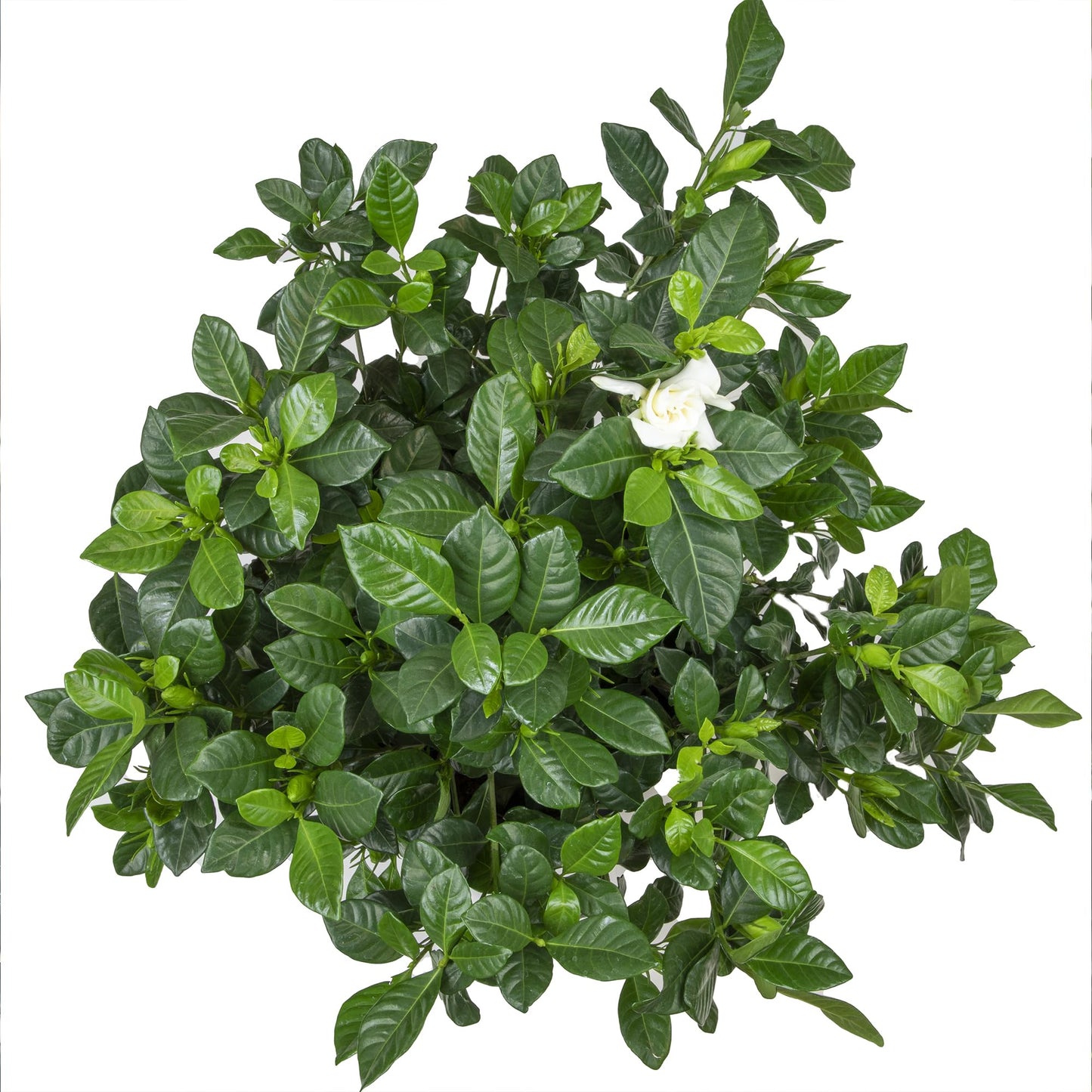 Gardenia Plant (1G), Cape Jasmine Plant Outdoor Plants, Fresh Flowers for Delivery Prime, Live Plants Indoor Plants Live Houseplants, Gardenia Plants Live House Plants Indoors Live by Plants for Pets