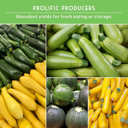 Survival Garden Seeds - Zucchini & Squash Collection | Non-GMO Heirloom Seeds Assortment