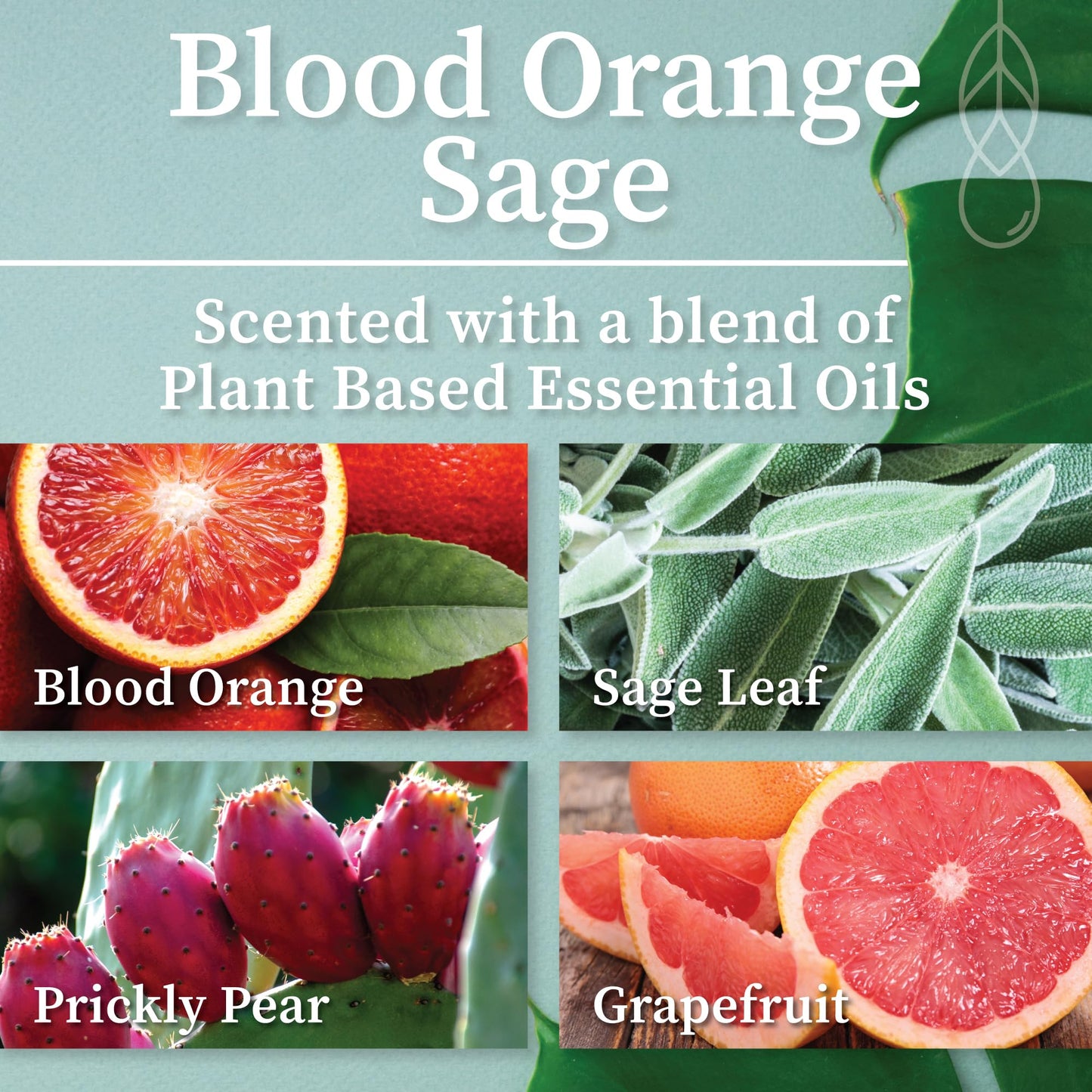 Hemlock Park Blood Orange Sage Apothecary Scented Candle | Crackling Wood Wick, Botanical Fragrance & Coconut Apricot Wax | Up to 60 Hour Burn Time | 8 oz | Made in USA