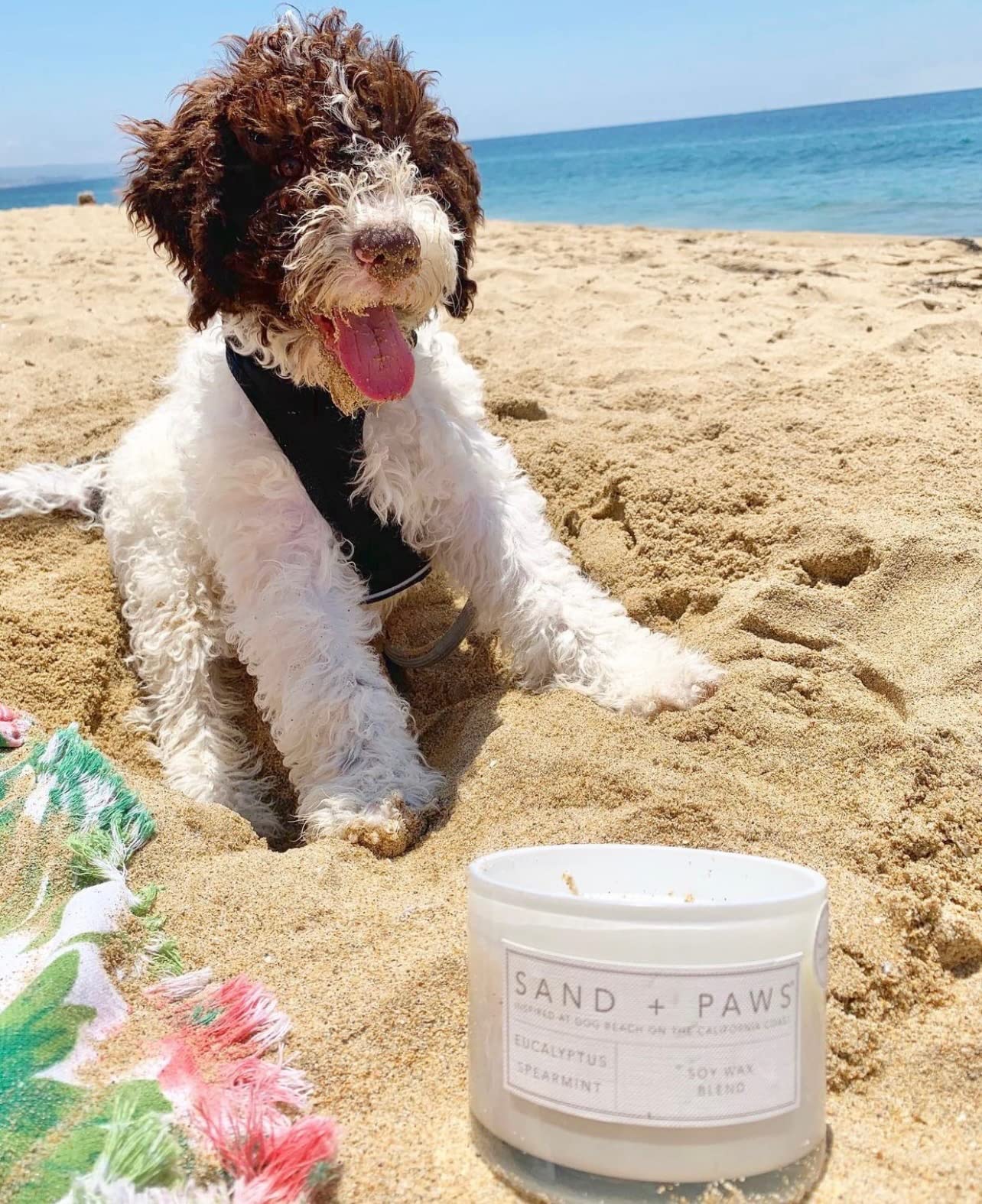 Sand + Paws Scented Candle - Eucalyptus - Additional Scents and Sizes –Luxurious Air Freshening Jar Candles Neutralize pet Odors and Enhance Home décor – 100% Cotton Lead-Free Wicks - 12 oz