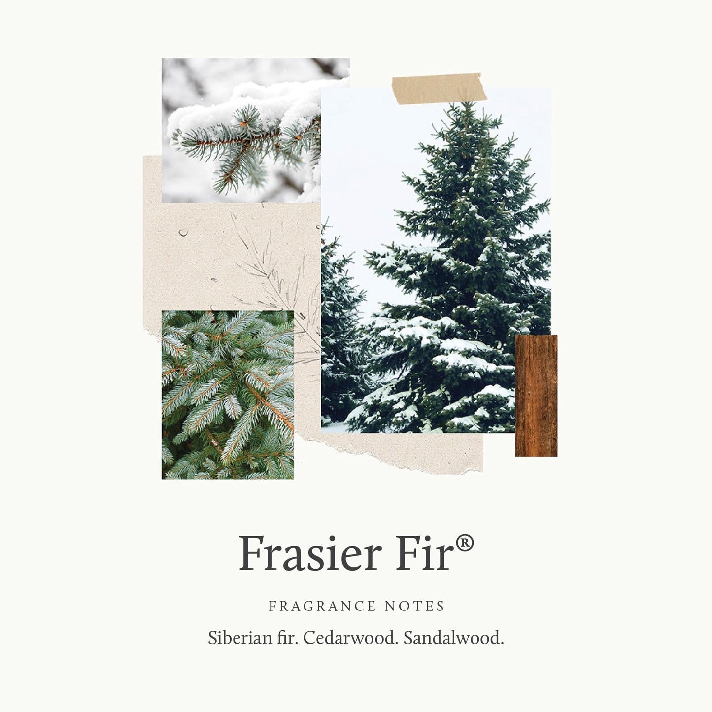 Thymes Frasier Fir Candles - Statement Collection - Silver with Pine Needle Design - Scented Candles for Home Decor - Notes of Siberian Fir Needles, Cedarwood & Sandalwood - 3 Wick (12.5 oz)