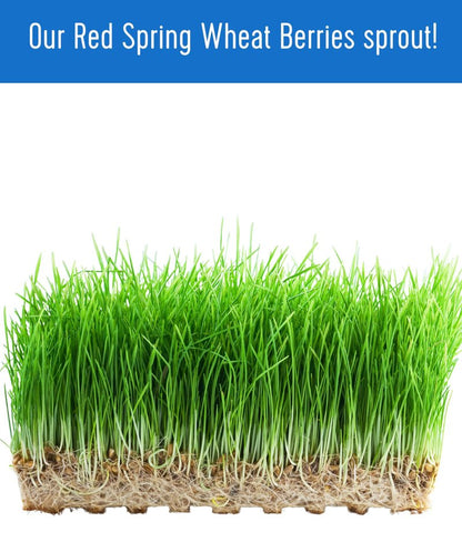 Palouse Brand Certified Glyphosate Residue Free Hard Red Spring Wheat Berries | 5 LBS | 100% Non-Irradiated | Certified Kosher Parve | USA Grown | Non-GMO Project Verified