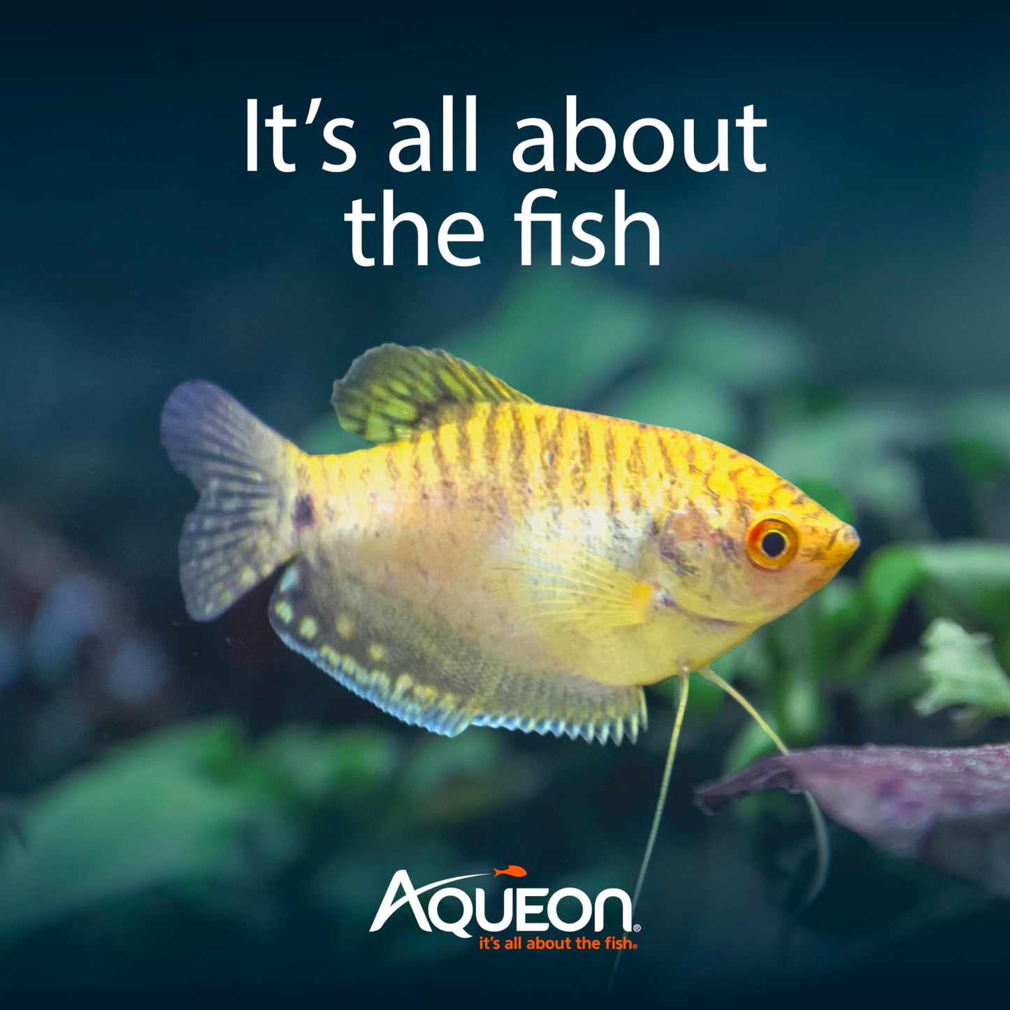 Aqueon Aquarium Starter Kit with Smart Clean Filtration and LED Lighting, Freshwater and Saltwater Fish, 20-Gallon
