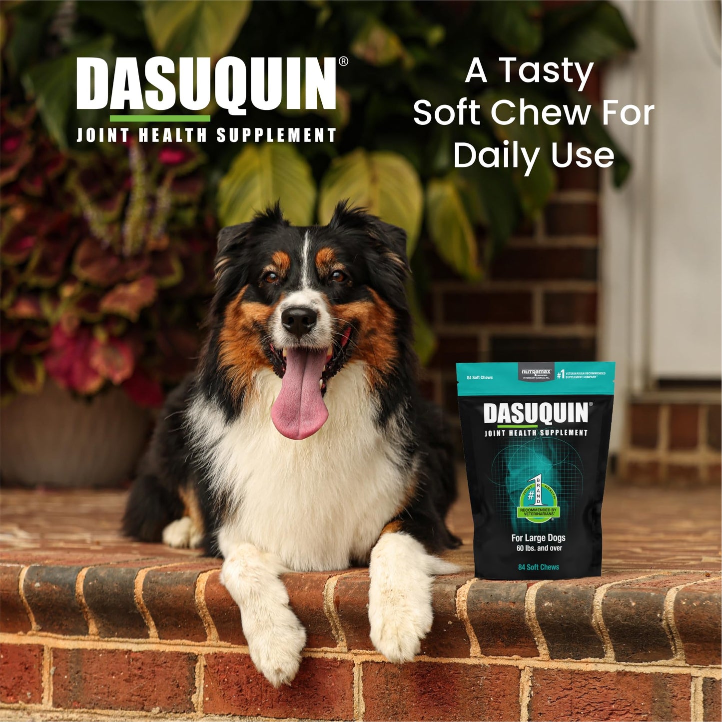 Nutramax Laboratories Dasuquin Joint Health Supplement for Large Dogs - With Glucosamine, Chondroitin, ASU, Boswellia Serrata Extract, and Green Tea Extract, 84 Soft Chews, DASL84SC