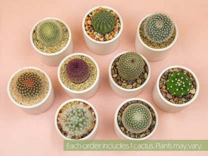 Plants for Pets Live Low Light House Plants in Ceramic Succulent Pots (3 Pack), Gasteria Succulent Plant and Cactus Plants Live with Potting Soil, Haworthia Succulents for Indoor Growing Home Décor