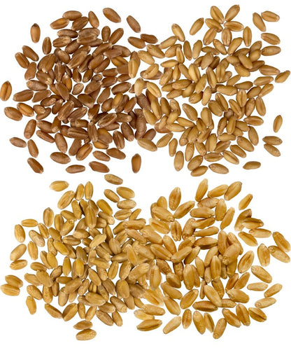 Palouse Brand Certified Glyphosate Residue Free Hard White, Soft White, Red Spring and Winter Wheat Berries | 20 LBS | Non-GMO Project Verified | Kosher (4-5 lb bags each)