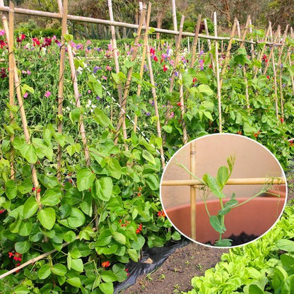 GAGINANG Bamboo Garden Stakes - 3FT Sturdy Natural Support for Climbing Plants | 25 Pcs Set