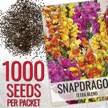 Seed Needs Mixed Tetra Snapdragon Seeds - 1,000 Heirloom Seeds for Butterfly Gardens | Annual Antirrhinum Majus