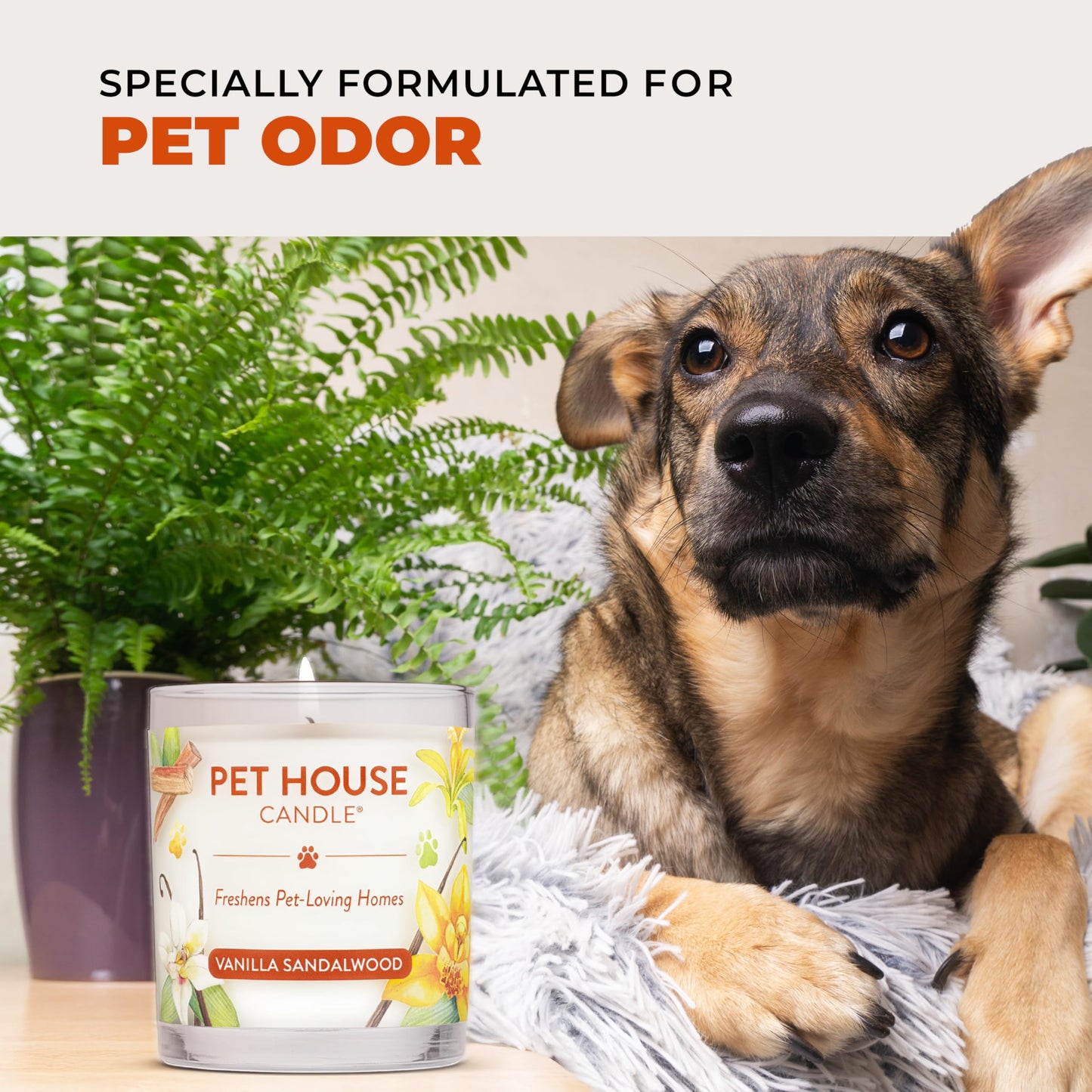 One Fur All Pet House Fall Candles, Long Lasting, Clean Burning, Soy Wax Scented Candles for Pet Odor, Apple Cider, 2 Pack