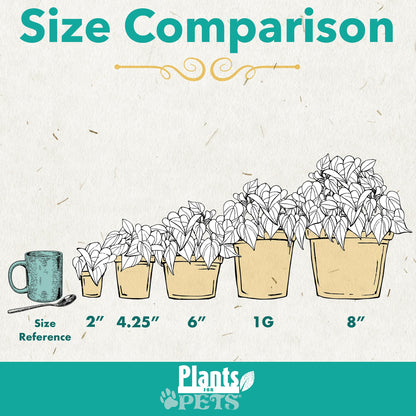Monstera Deliciosa Live Plant (Approx. 2 ft Tall) in 8IN Grower Pot, Air Purifying Plants Indoor Plants Live Houseplants, Monstera Plant Live Plants Indoor House Plants by Plants for Pets