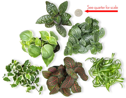 Easy to Grow Houseplants (48 Pack) Live House Plants in Plant Containers, Growers & Easy to Grow Houseplants (Pack of 6), Live House Plants in Containers, Growers Choice Plant Set in Planters