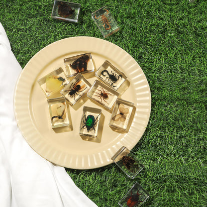 12 Pcs Insect in Resin Collection - Educational Bugs Specimen Set for Kids, Perfect for Preschool, Classroom Science, and Home Displays