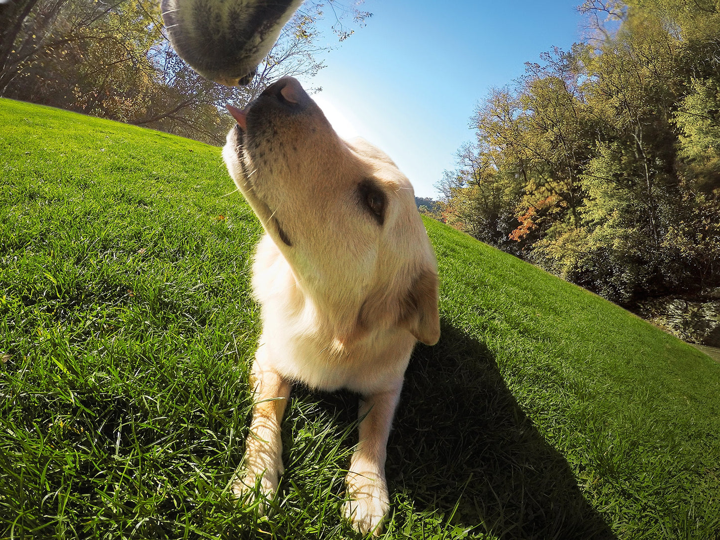 GoPro Fetch Dog Harness - Official GoPro Mount